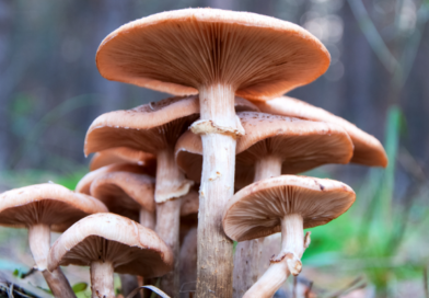 ¿Es saludable comer hongos? Especialistas destacan sus beneficios nutricionales y antioxidantes