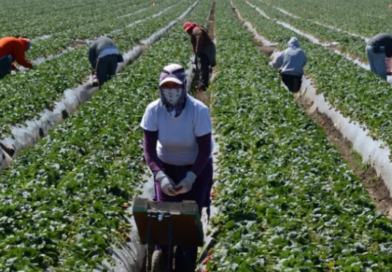 Misteriosa enfermedad renal afecta a trabajadores jóvenes del campo en Texas
