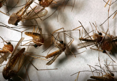 El dengue gana terreno en Estados Unidos y Florida enfrenta nuevos casos de transmisión local