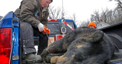 Lamont y Fazio coinciden en permitir la caza regulada de osos negros en Connecticut